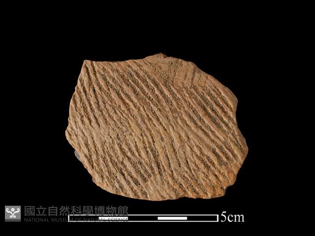 陶片藏品圖，第1張