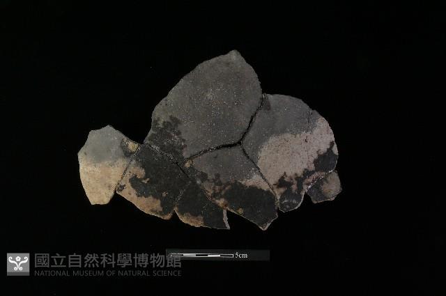 陶片藏品圖，第1張