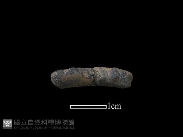 陶環藏品圖，第1張