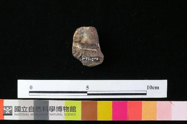 陶蓋藏品圖，第1張