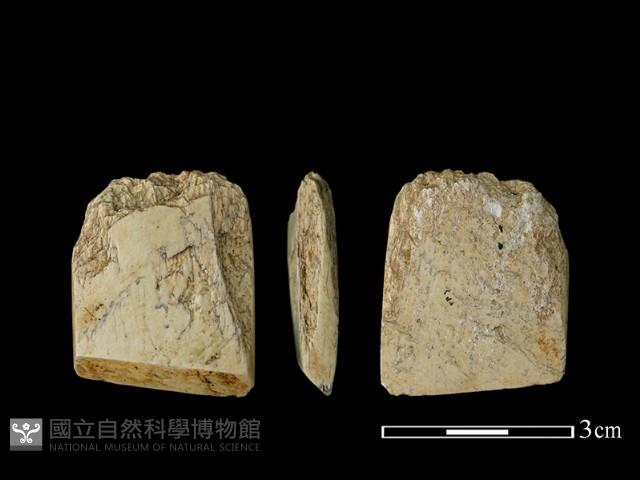 錛鑿形器藏品圖，第1張