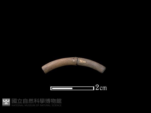 陶環藏品圖，第1張