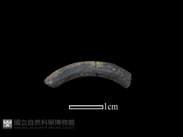 陶環藏品圖，第1張