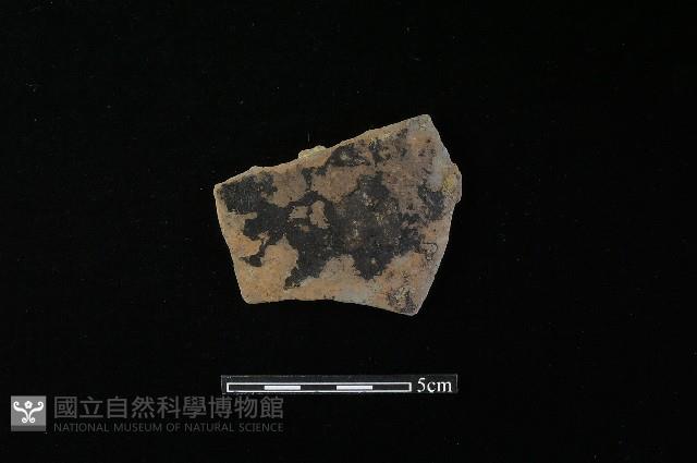 陶片藏品圖，第2張