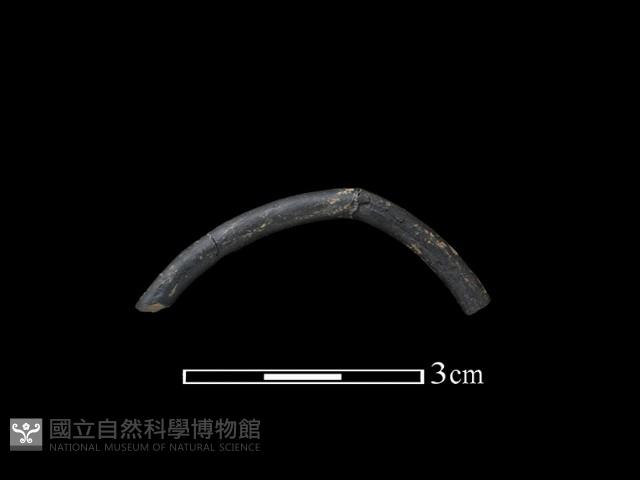 陶環藏品圖，第1張