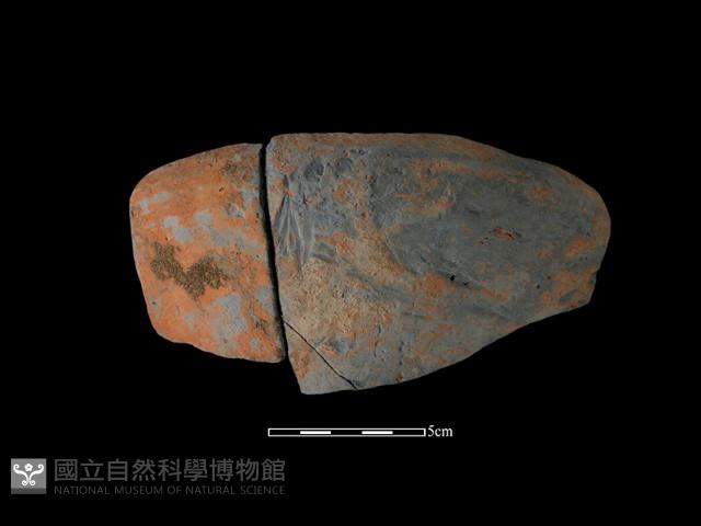 Accession Number:NSKII-2017-254 Collection Image, Figure 2, Total 3 Figures