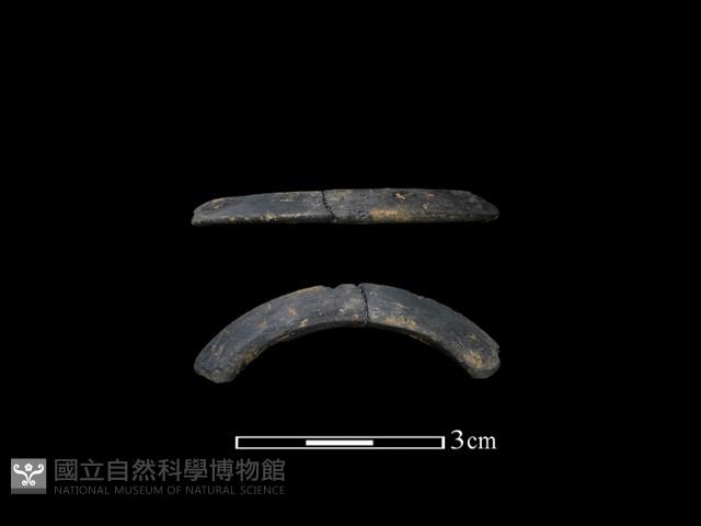 陶環藏品圖，第1張