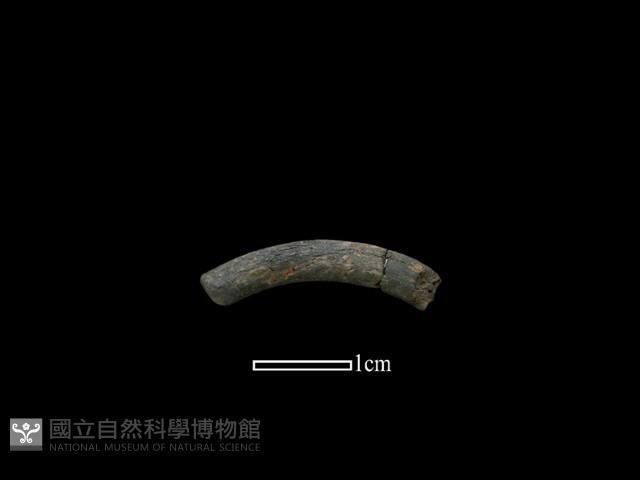 陶環藏品圖，第1張