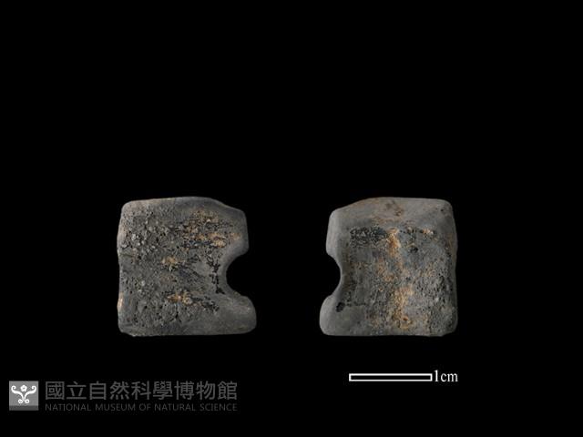 陶片藏品圖，第1張