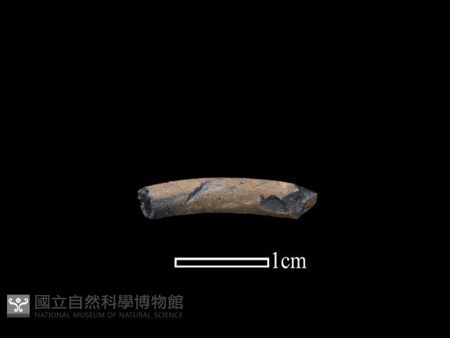 陶環藏品圖，第1張