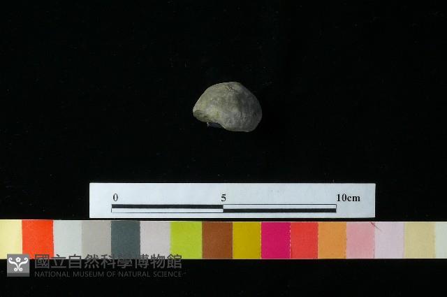 紡輪藏品圖，第2張