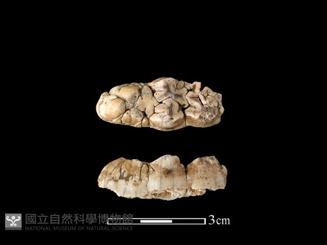 野豬骨藏品圖，第1張