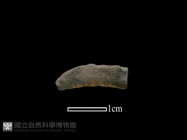 陶環藏品圖，第1張