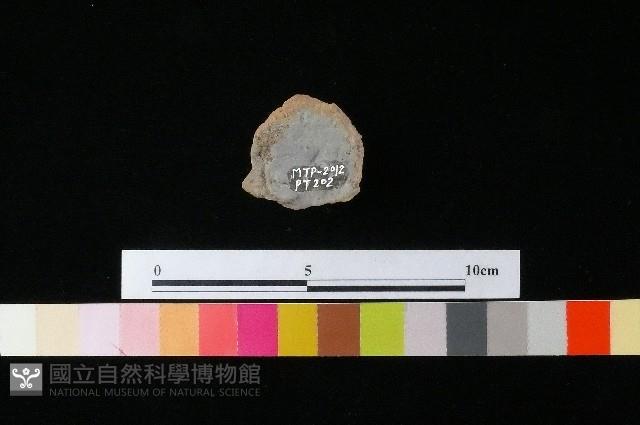 陶蓋藏品圖，第1張