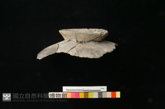 陶罐藏品圖，第2張