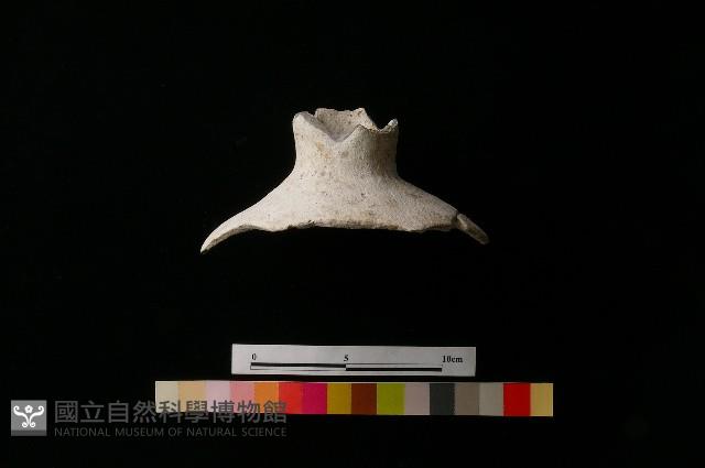 陶瓶藏品圖，第2張