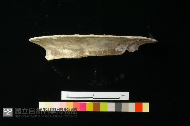 陶罐藏品圖，第2張