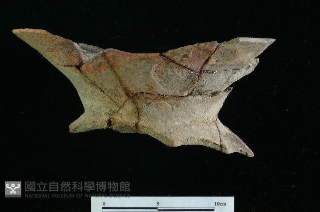 豆形器藏品圖，第11張