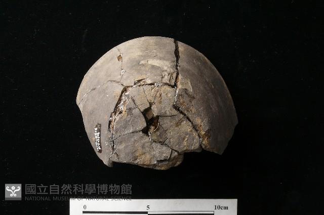 陶蓋藏品圖，第5張