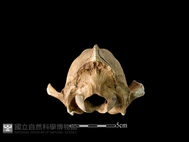 狗骨藏品圖，第5張