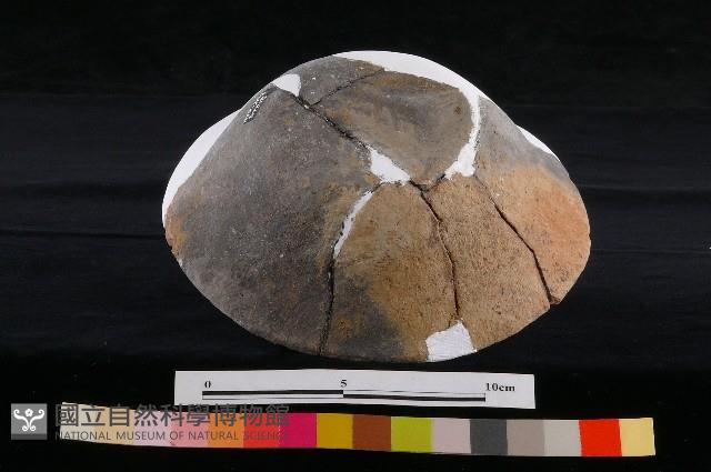 陶蓋藏品圖，第6張