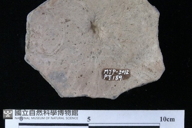 陶蓋藏品圖，第4張