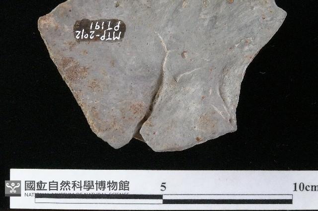 陶蓋藏品圖，第4張