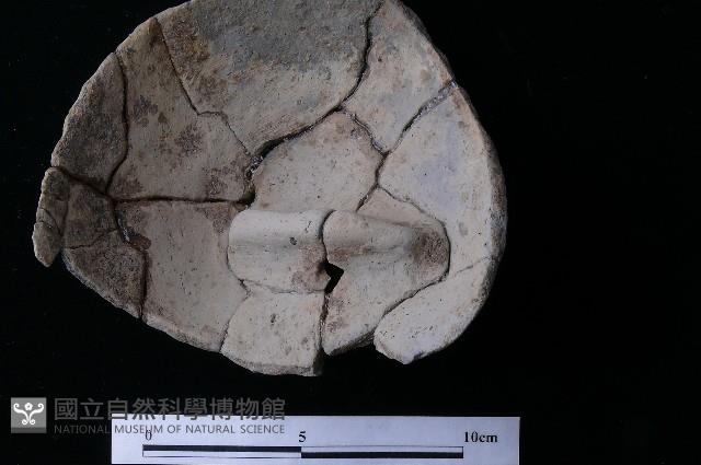 陶蓋藏品圖，第4張