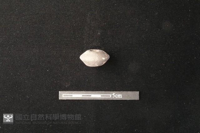 紡輪藏品圖，第1張