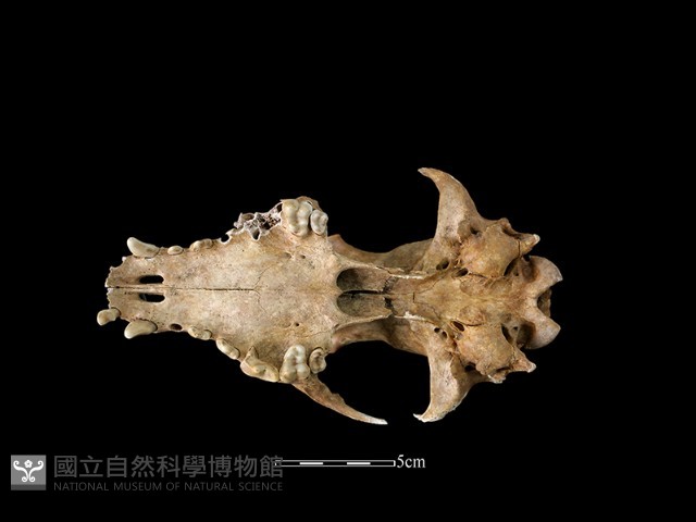 狗骨藏品圖，第4張