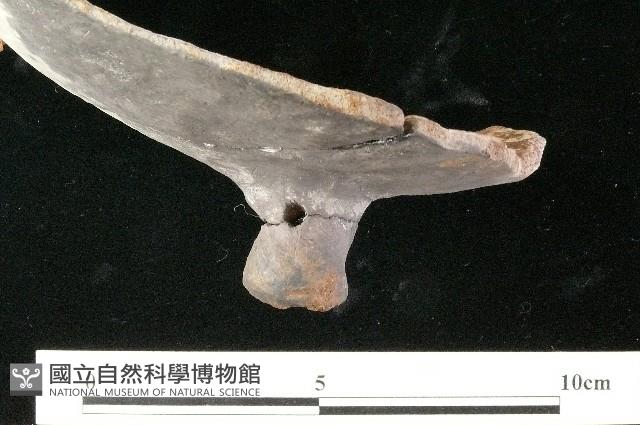 陶蓋藏品圖，第4張