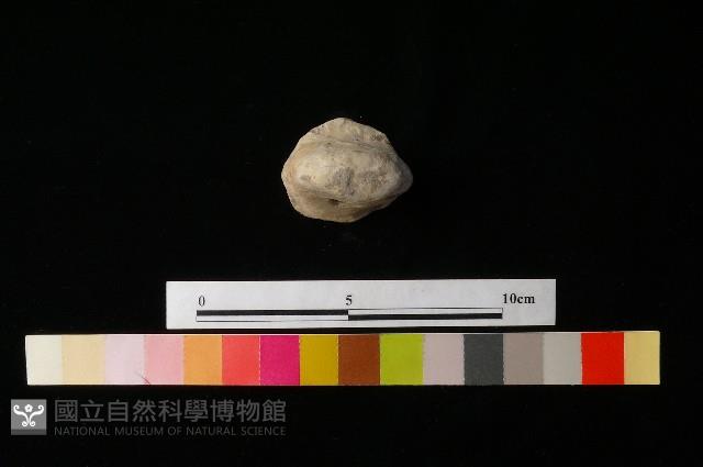 陶蓋藏品圖，第4張