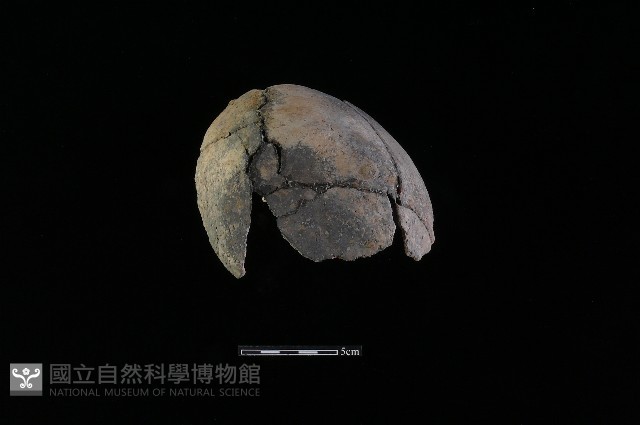 陶片藏品圖，第3張