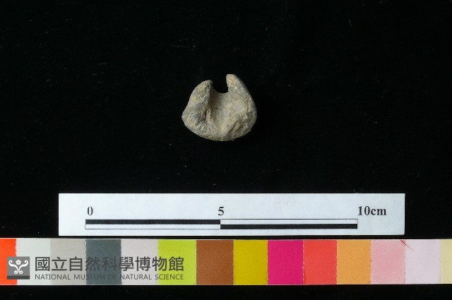 紡輪藏品圖，第4張
