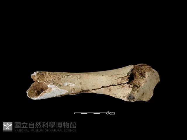 牛骨藏品圖，第3張