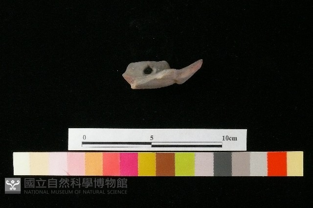 陶蓋藏品圖，第1張