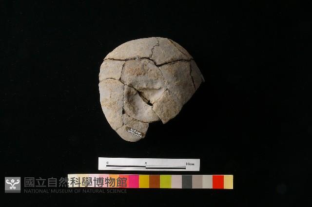 陶蓋藏品圖，第3張