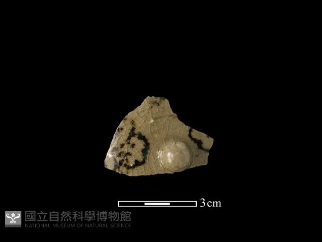 瓷蓋藏品圖，第3張