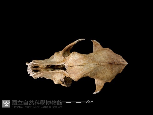 狗骨藏品圖，第3張