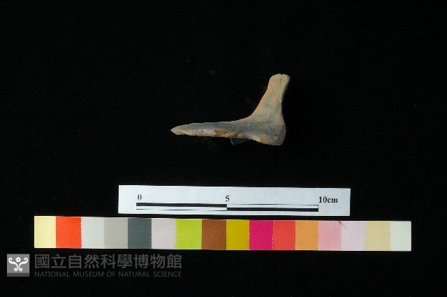 陶蓋藏品圖，第3張