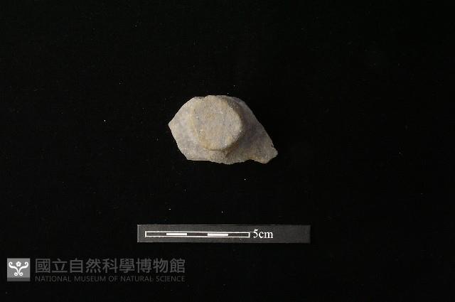 陶蓋鈕藏品圖，第1張