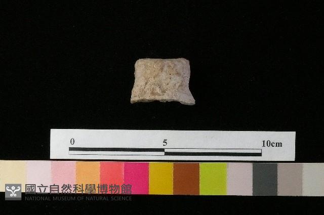 陶蓋藏品圖，第1張