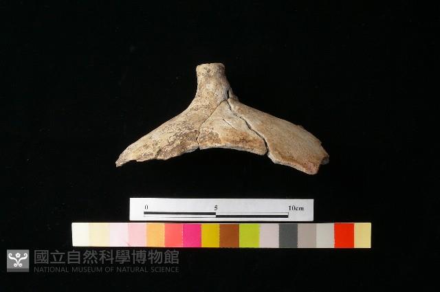 Accession Number:MTP-2012-PT226 Collection Image, Figure 3, Total 3 Figures