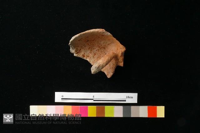 陶蓋藏品圖，第3張