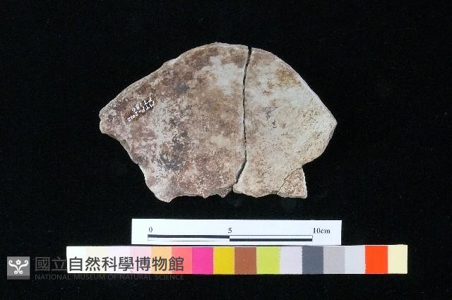 陶蓋藏品圖，第1張