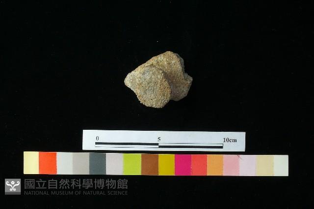 陶蓋藏品圖，第3張