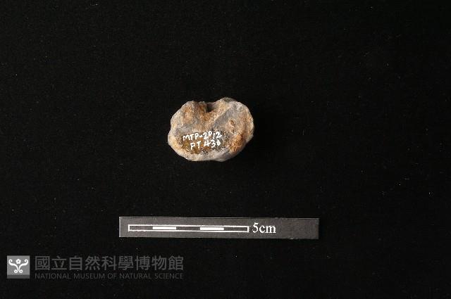 陶蓋鈕藏品圖，第3張