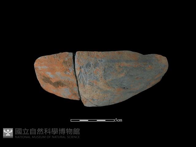 Accession Number:NSKII-2017-254 Collection Image, Figure 3, Total 3 Figures