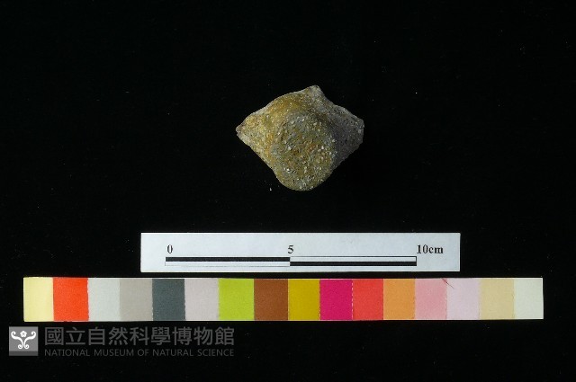 陶蓋藏品圖，第1張