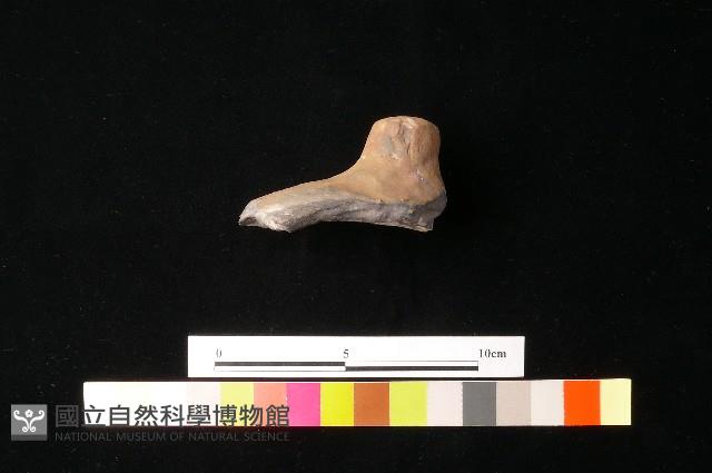 陶蓋藏品圖，第1張